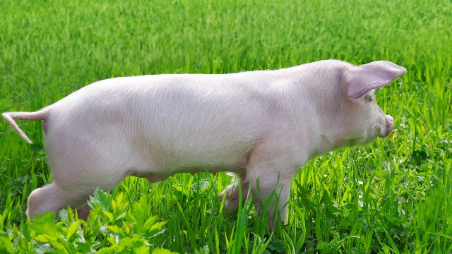 第十届李曼中国养猪大会来啦，25-羟基维生素D3让养猪更简单！
