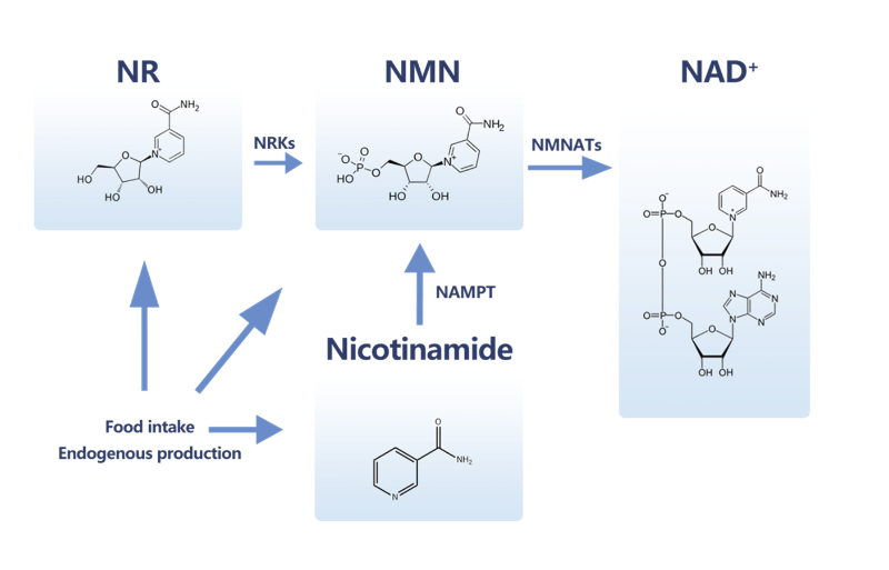 NMN图_副本