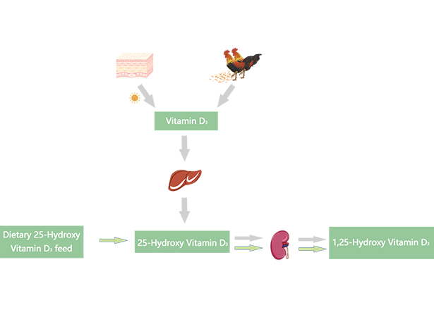 Mechanism of 25-hydroxyvitamin D₃